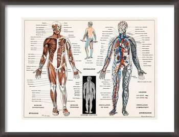 Poster Antike Illustration des menschlichen Nerven- und Muskelsystems