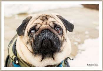 Gerahmte Poster Dog breed pug. Portrait of a pet