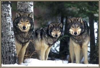 Gerahmte Poster Wolves