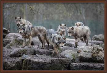 Poster Wölfe - Grey Wolf