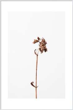 Poster Dried brown plant 2